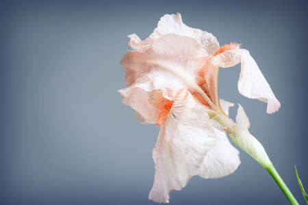 iris flower macro on a gray backgroundの写真素材
