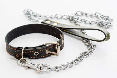 leash dog on a white backgroundの写真素材