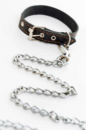 leash dog on a white backgroundの写真素材