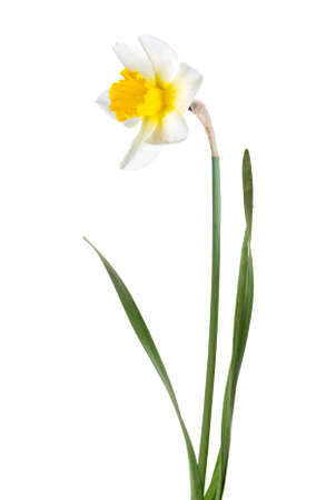 Flowers daffodils on white backgroundの写真素材
