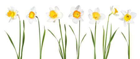 Flowers daffodils on white backgroundの写真素材