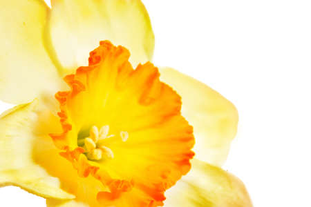 Flowers daffodils., close-upの写真素材