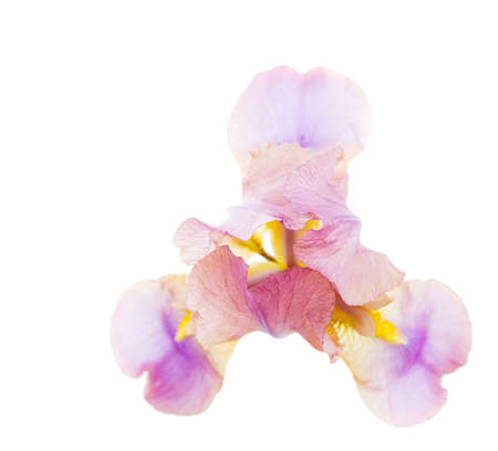 Iris flower on a white backgroundの写真素材