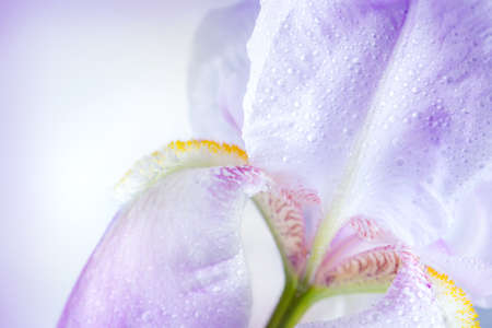iris flower macro on a white backgroundの写真素材