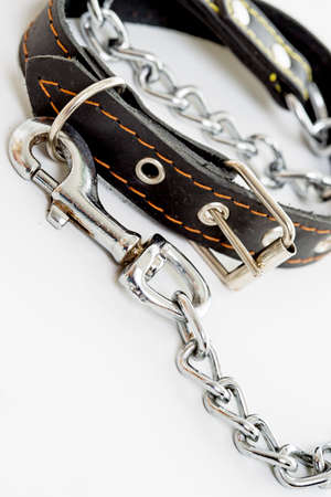 leash dog on a white backgroundの写真素材