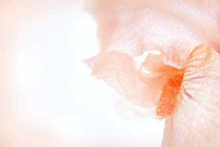 iris flower macro on a white backgroundの写真素材