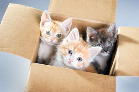 Little kittens in a cardboard boxの写真素材