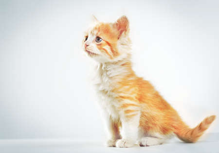 Little red fluffy kitten on a white backgroundの写真素材