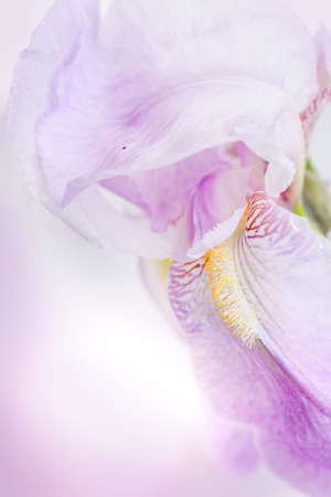 Beautiful pink flower macro Irisの写真素材