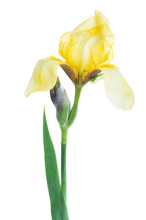 iris flower macro on a white backgroundの写真素材