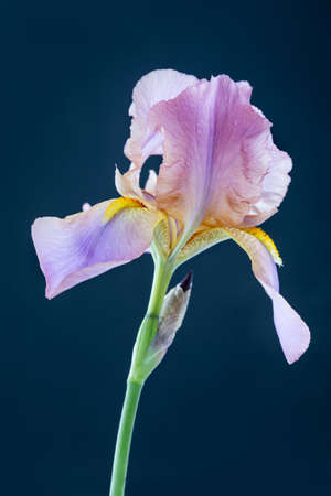 iris flower macro on a dark backgroundの写真素材