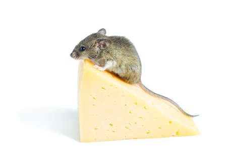 Mouse with a  cheese isolated on whiteの写真素材
