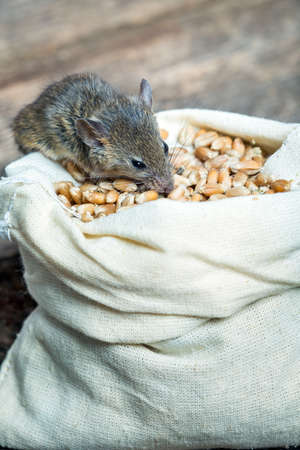 The mouse nibbles grain of wheat out of the bagの写真素材