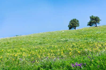 Hill with flowers and a tree