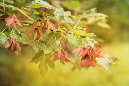 maple leaves on a branch in autumnの写真素材