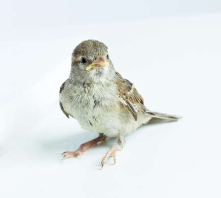 sparrow chick on a white backgroundの写真素材