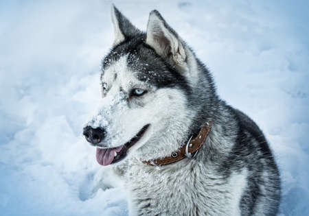 Dog breed Husky in the snowの写真素材