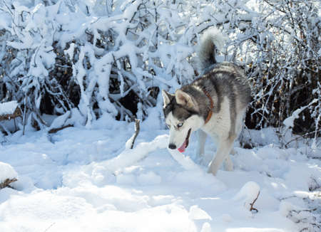 Dog breed Husky in the snowの写真素材
