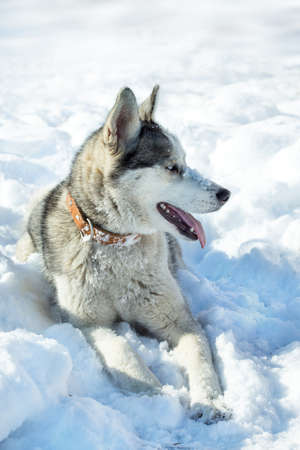 Dog breed Husky in the snowの写真素材