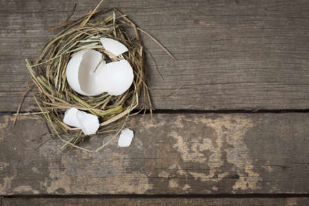 chick from an egg in a nestの写真素材