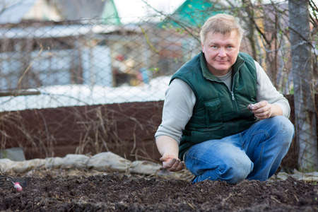 Man cultivates the seeds of radish, in the garden