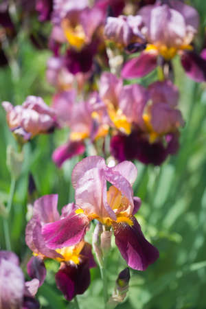 Beautiful flowers of lilac iris