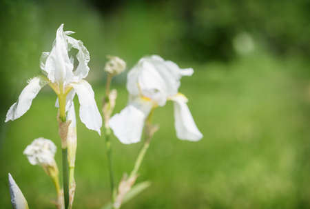 Beautiful Flowers white iris growの写真素材