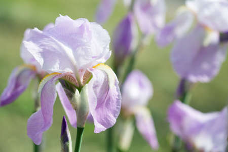 Beautiful flowers of white iris