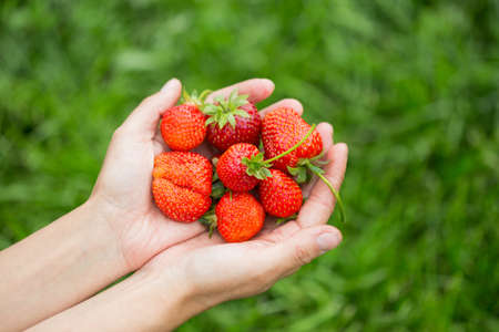 hands with fresh strawberries collected in the gardenの写真素材