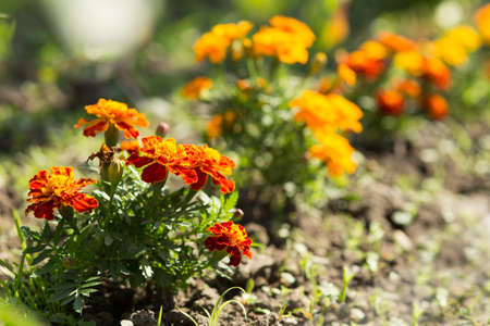 marigolds growing in the gardenの写真素材