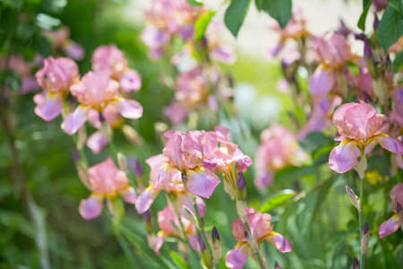 Beautiful flowers of lilac irisの写真素材