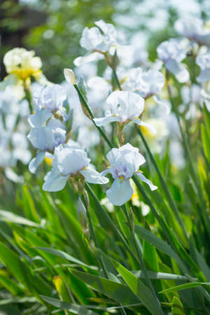 Beautiful flowers of white irisの写真素材
