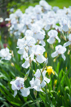 Beautiful flowers of white iris