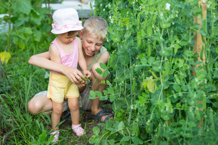 The children gather and eat the peas in the gardenの写真素材