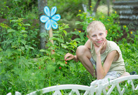 A boy in a garden breaks fresh raspberriesの写真素材