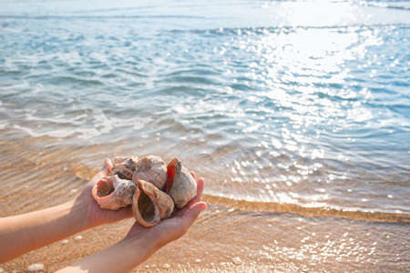 sea shells in hands on a background of the seaの写真素材