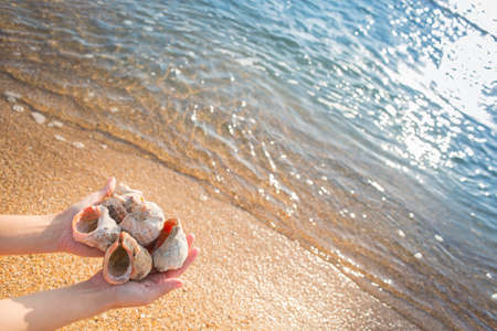 sea shells in hands on a background of the sea