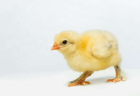 Yellow  chicken on a white backgroundの写真素材