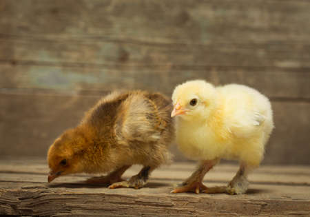 Two little chickens on wooden boardsの写真素材