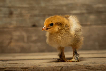 Little chicken on wooden boardsの写真素材