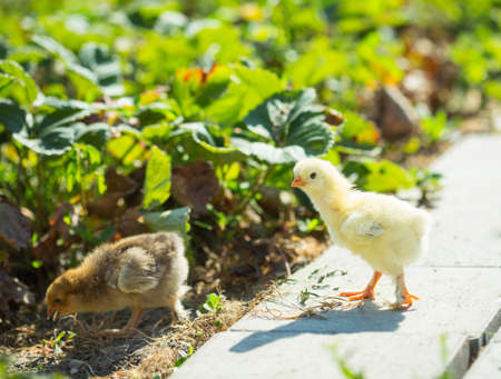 Two little chickens in the grassの写真素材