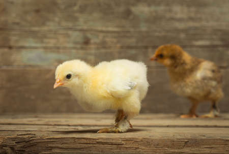 Two little chickens on wooden boardsの写真素材
