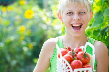Boy with a crop of tomatoes in the gardenの写真素材