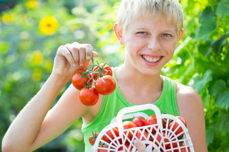 Boy with a crop of tomatoes in the gardenの写真素材