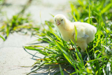 Little chicken in the grassの写真素材