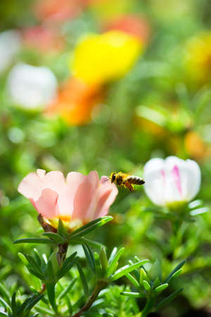 Bee flying near flower purslaneの写真素材