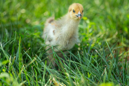Little chicken in the grassの写真素材