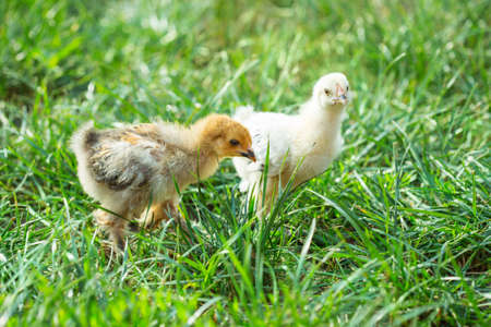 Two little chicken in the grass, brahma breedの写真素材