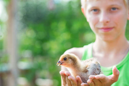 Boy playing with chickens in the gardenの写真素材