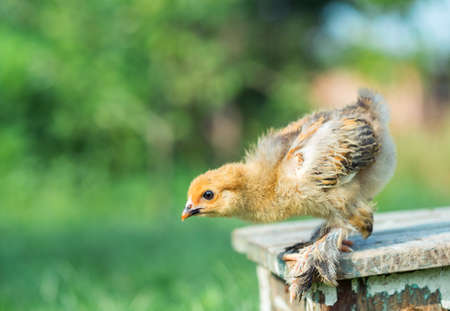 Little chicken in the grassの写真素材